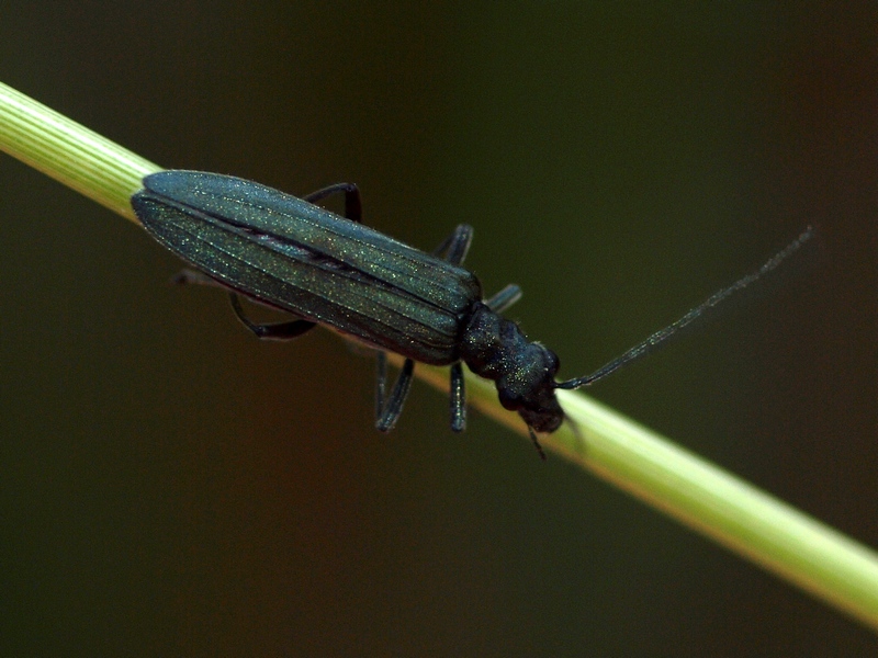 Coleoptera Oedemeridae 1